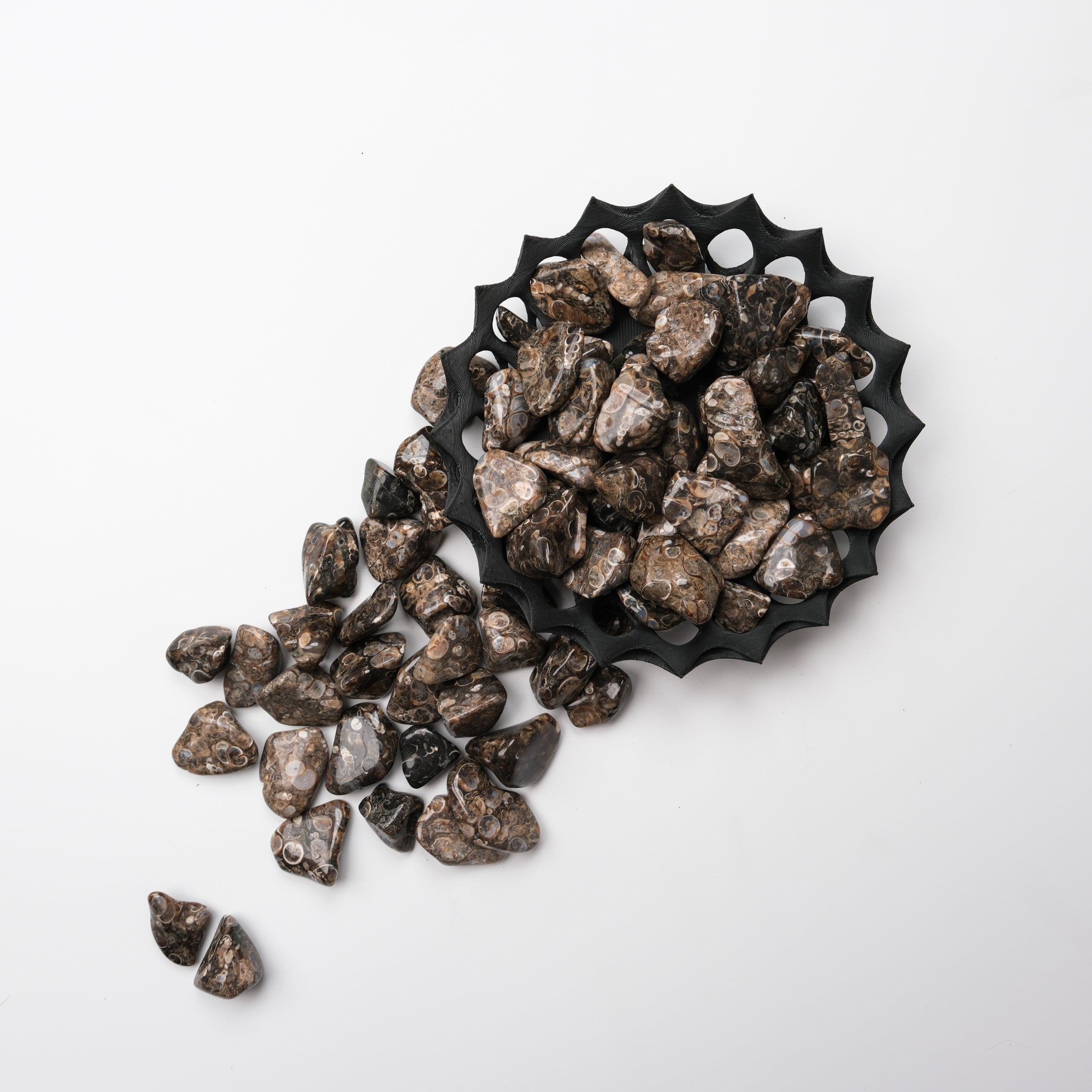 Turritella tumble stone from Noctis Studio, polished mineral with natural spiral shell patterns and earthy tones.