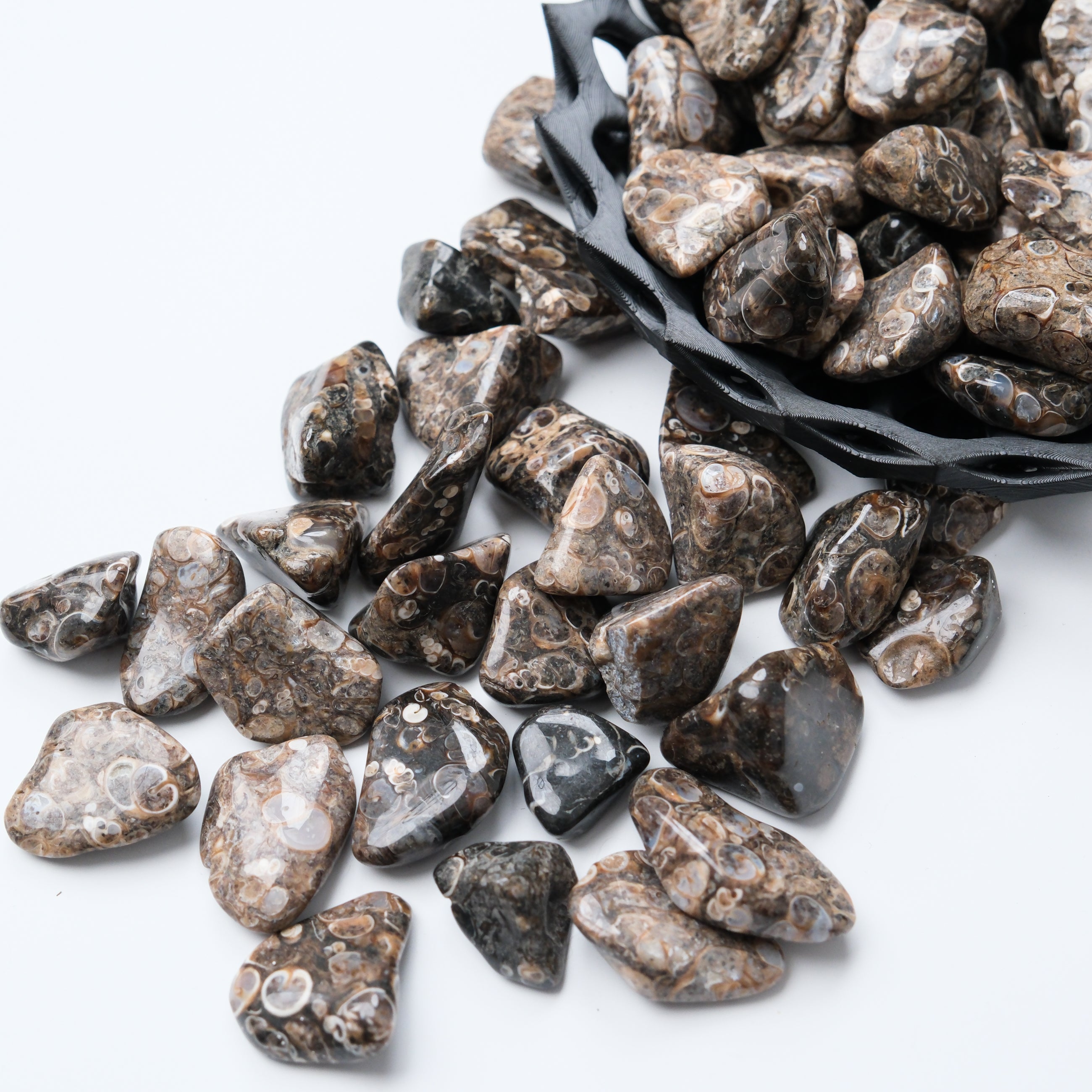 Turritella tumble stone from Noctis Studio, smooth polished mineral with natural spiral shell patterns and earthy tones.