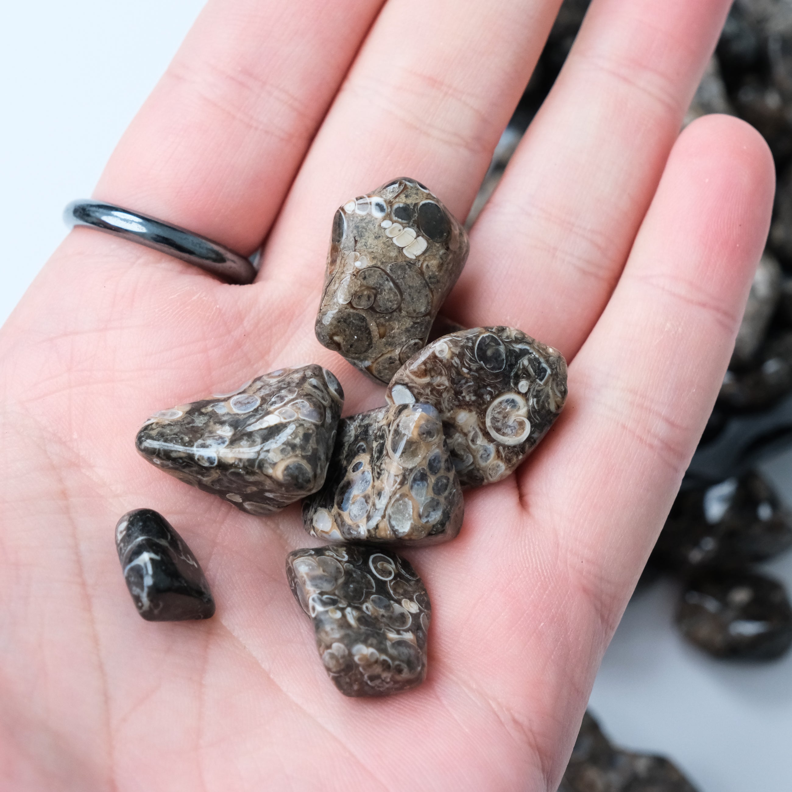Turritella tumble stone from Noctis Studio, polished mineral with spiral shell patterns and earthy tones.